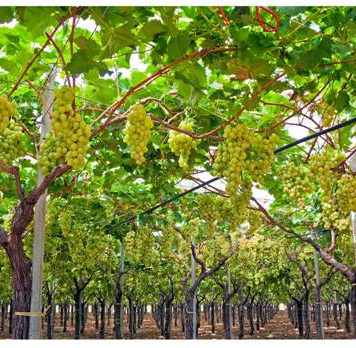 A Comprehensive Guide to Grape Cultivation: From Planting to Harvesting