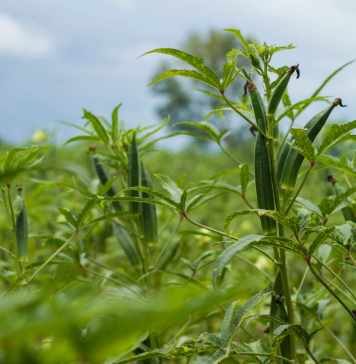 A Comprehensive Guide to Lady Finger Cultivation